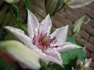 1690981336255.webp