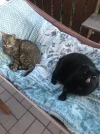 Leila und Daisy Zunge raus 006.webp