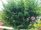 IMG_20230809_183307.webp