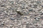 _IMGP9555k.webp