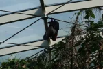 Fledermaus.webp