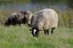 _IMGP9580sk.webp