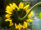 DSCN5988.webp