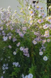 schmetterling.webp