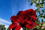 IMG_7686.jpeg