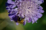 _IMGP0361k.webp