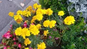 IMG_20231009_172824_HDR~3.webp