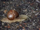 Schnecke_2009.webp