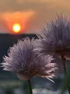 IMG_1427.jpeg