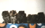 Wurf von Puppy 001.webp