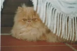 Sunny 001.webp