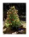 Tannenbaum.webp