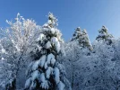 P1030486.webp