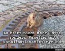 ! 1 a ratte.webp