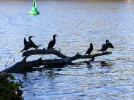Black.webp