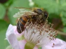 In den Kelchen.webp