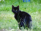 katzi.webp