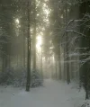 winter.webp