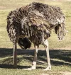 Vogelstrauß_5956970_640px_Vicki Nunn_Pixabay_bearb.jpg