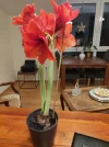 Amaryllis.webp