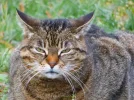 Skeptisch.webp