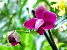 lila.webp