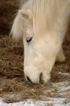 _IMGP2333k.webp