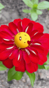 9 a blü.gif