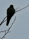 20240208_091250.webp