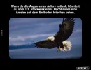 ! 1 a adler.webp