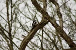 _IMGP2990k.webp