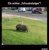 !1 a echt.webp