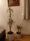 IMG_20240312_195614_HDR.webp