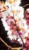 IMG_20240319_120502.webp