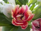 DSCN6120.webp