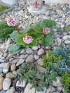 IMG_20240325_091823.webp