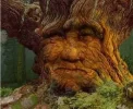 ! 1a Baum.webp