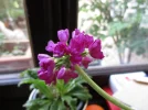 1711966661684.webp