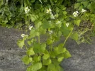 DSCN6139.JPG