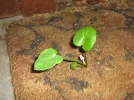 IMG_7498.JPG