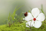 Frühlingsblume.gif