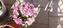 IMG_20240414_094140.webp