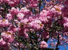 Kirschblüte-TUT_DSC01618_Detail_1200px.jpg