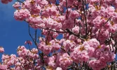 Kirschblüte-TUT_DSC01619_Detail_1200px.jpg