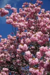 Kirschblüte-TUT_DSC01619_low.jpg