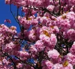 Kirschblüte-TUT_DSC01620_Detail_1200px.jpg