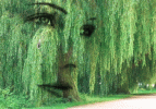 ! 1 A weinender Baum.gif