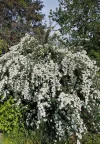 IMG_20240419_095703_HDR~2.webp