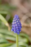 _IMGP3137k.webp