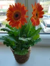 IMG_20240504_172044_HDR~2.webp